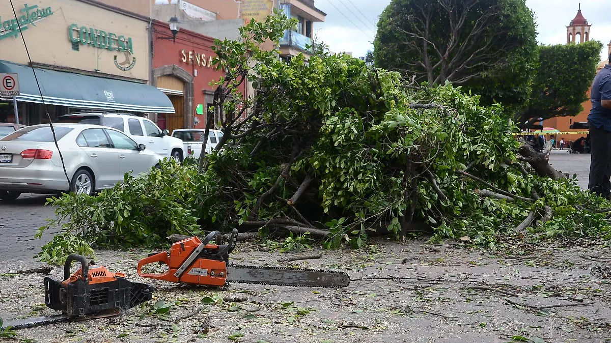 Señalaron que la tala no es la solución.